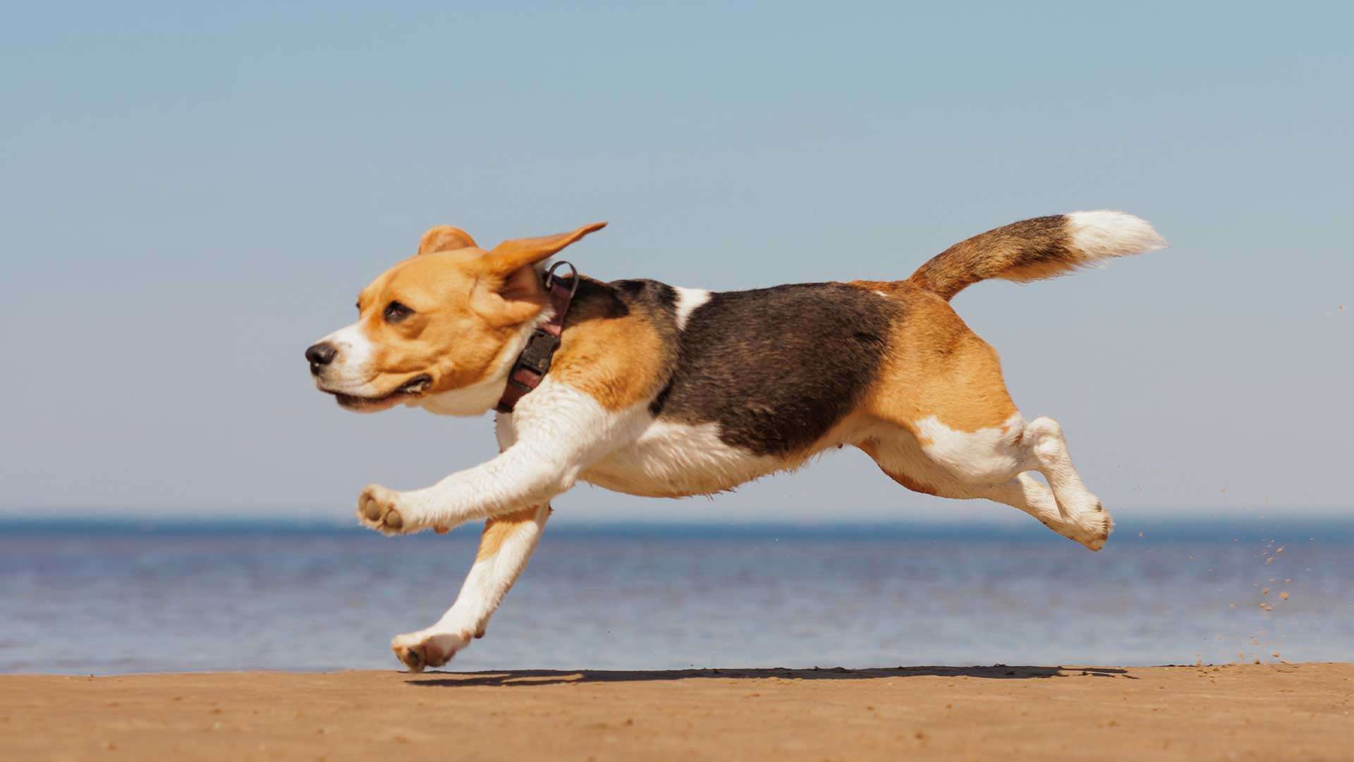 beagle-ostsee